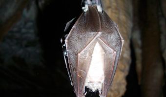 Blitzlichtfoto einer Fledermaus beim Winterschlaf in einer Höhle