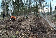 Pflanzaktion an der Talsperre Tambach-Dietharz