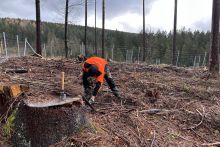 Aufforstung an der Talsperre Tambach-Dietharz