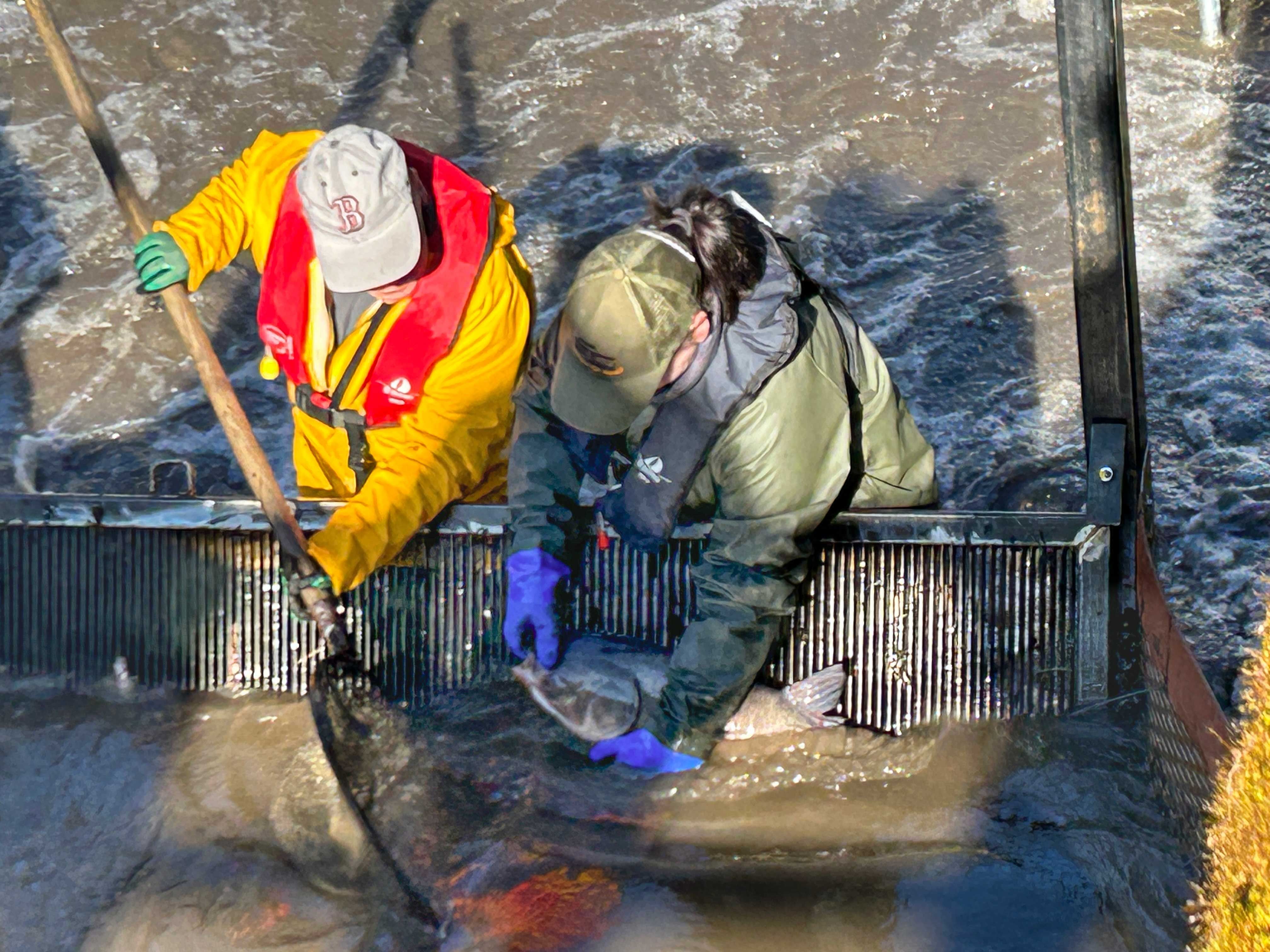 Zwei Berufsfischer bergen einen Fisch an einer extra eingerichteten Barriere im Zuge der Abfischung am Stausee Ratscher.