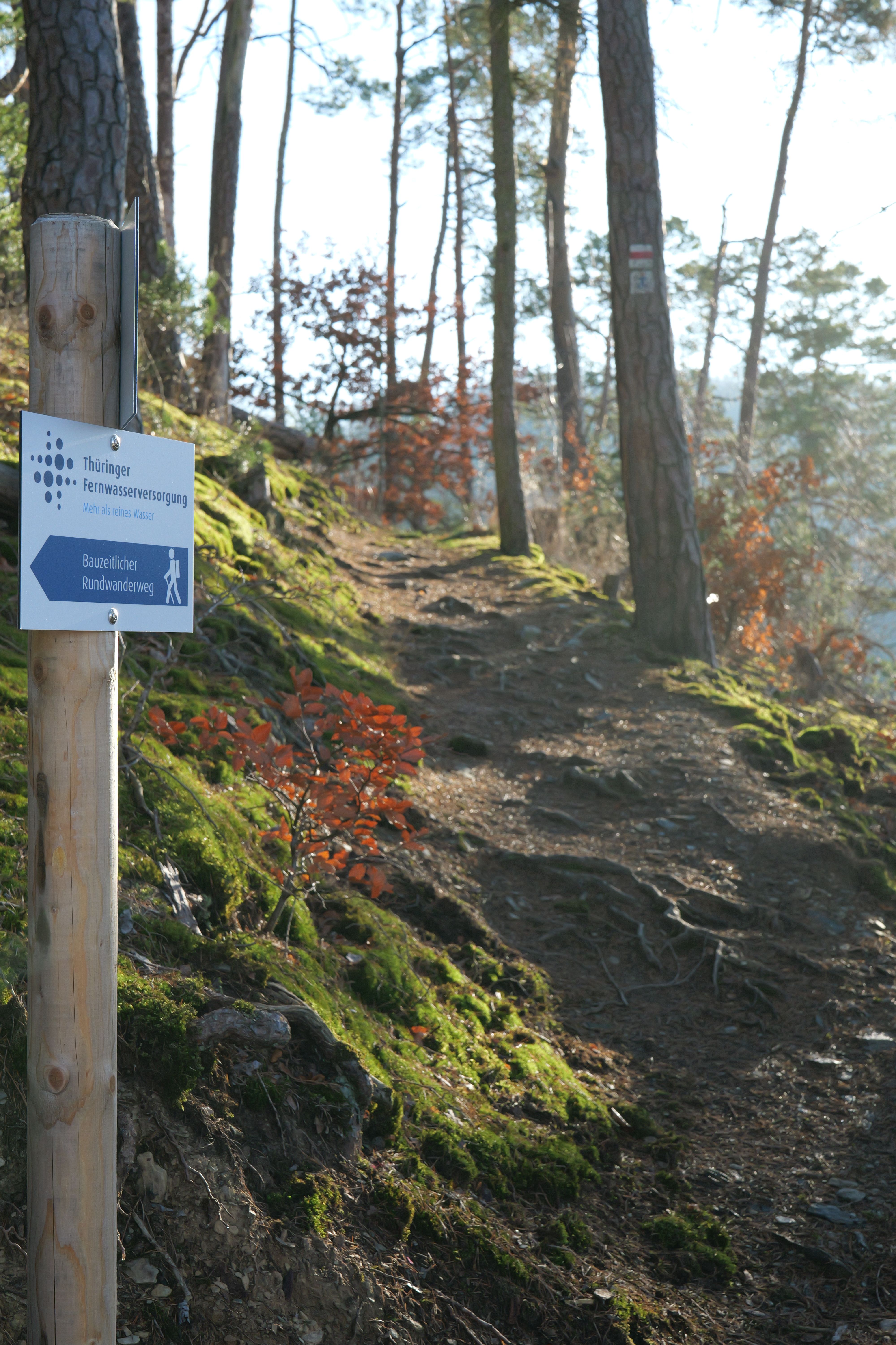 Links im Bild ist die auszeichnung des Rundwanderwegs zu sehen und rechts ein Stück von dem natubelassenen Weg durch den Wald.