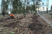 Pflanzaktion an der Talsperre Tambach-Dietharz