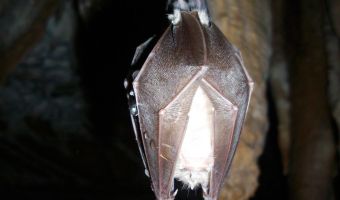 Blitzlichtfoto einer Fledermaus beim Winterschlaf in einer Höhle