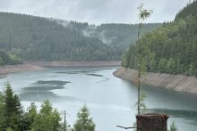 im Vordergrund stehen noch Baumstümpfe des abgeholzten Waldes und vereinzelt sihet man die neuen Zöglinge. Im Hintergrund ist die Wasserfläche der Talsperre  zu sehen.