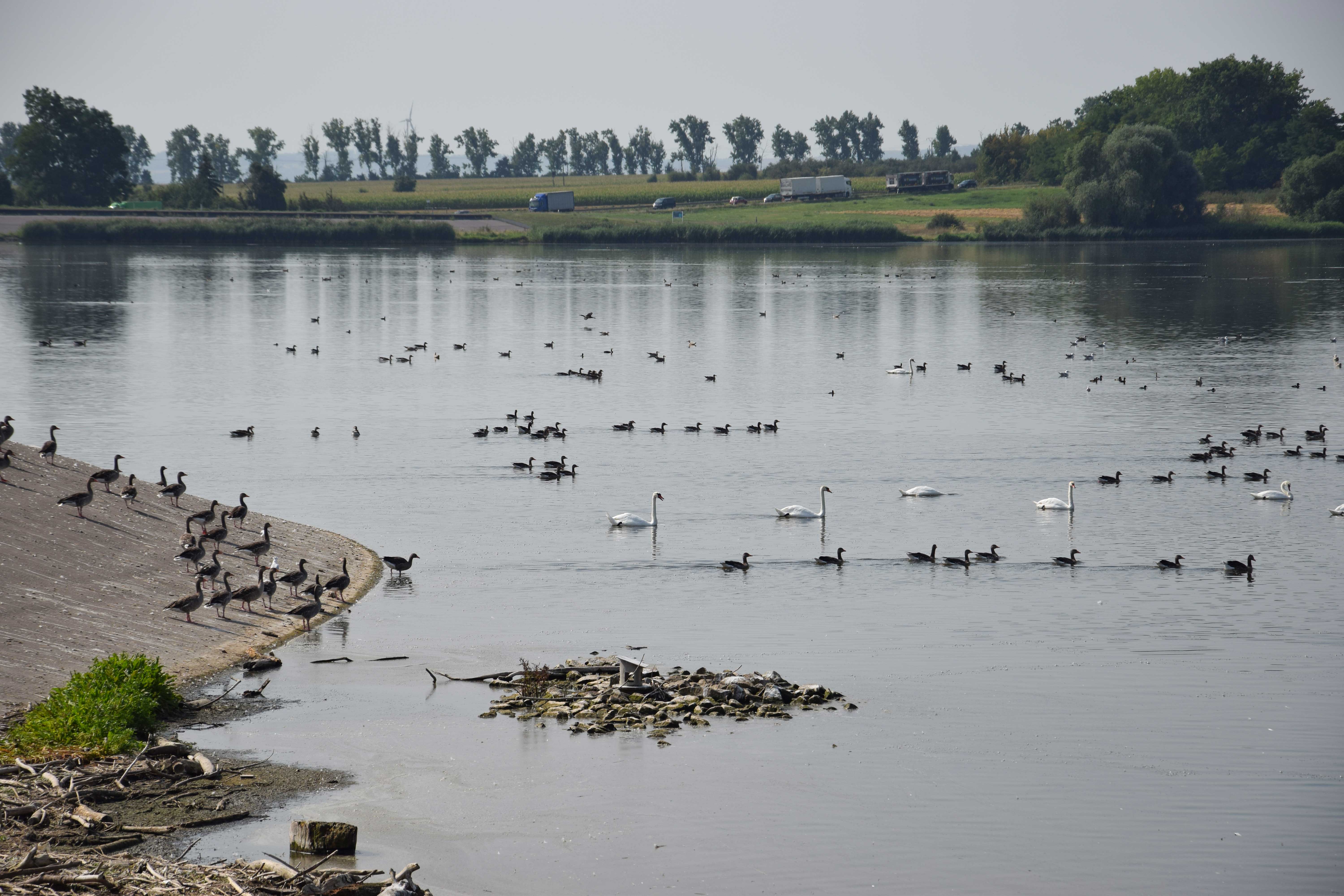 Verschiedene Wasservögel rasten in und am Staubecken in Straußfurt